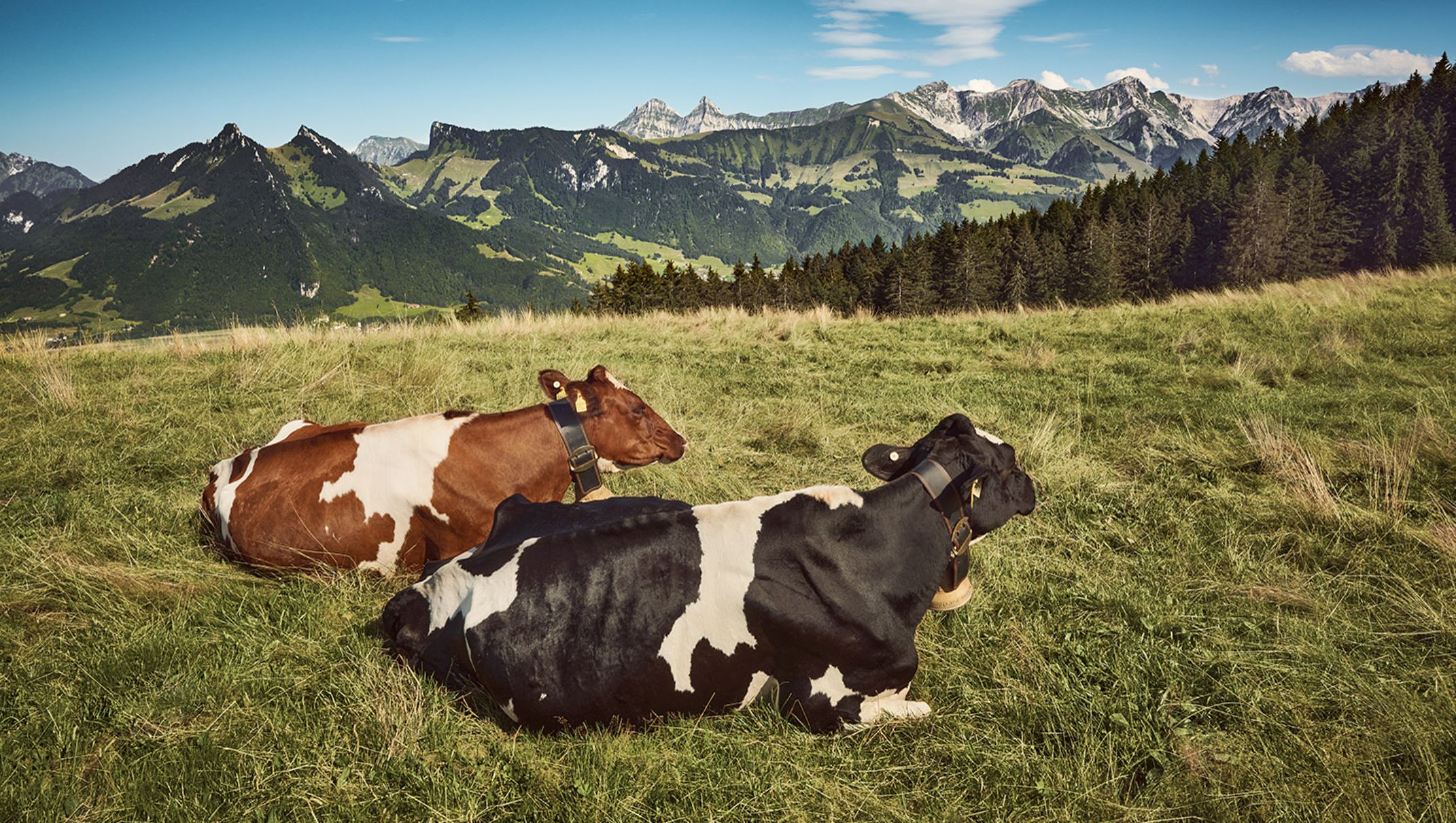 Certifications and Seals of QualitySwiss Cheeses