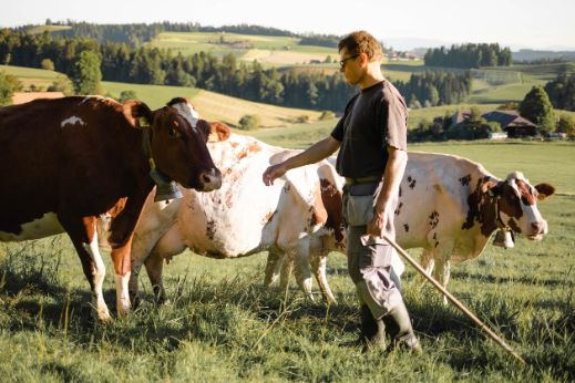 Fromages_Cheeses_Suisse_Vaches_2