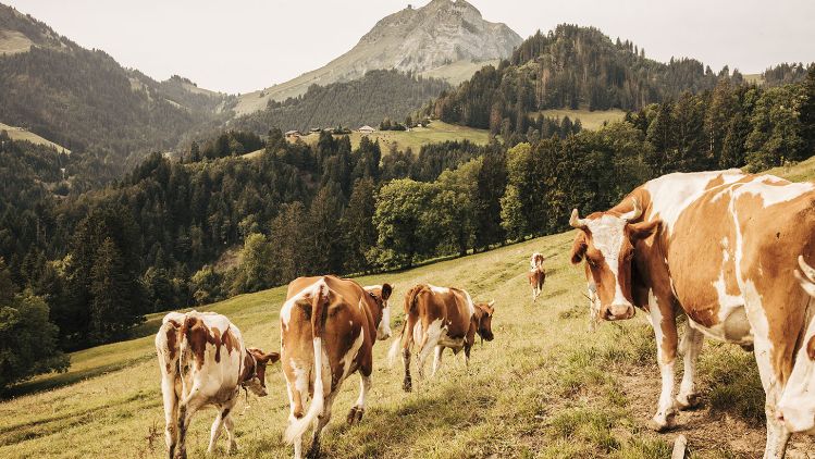 Swiss_Cheese_Fromages_Suisse_Vaches_5