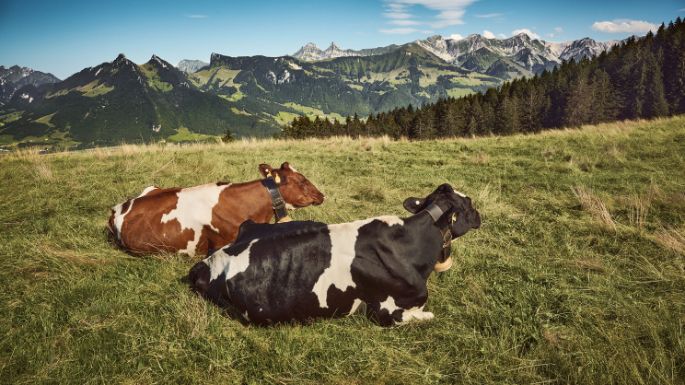 Fromages_Cheeses_Suisse_Carrousel_Gruyere_1